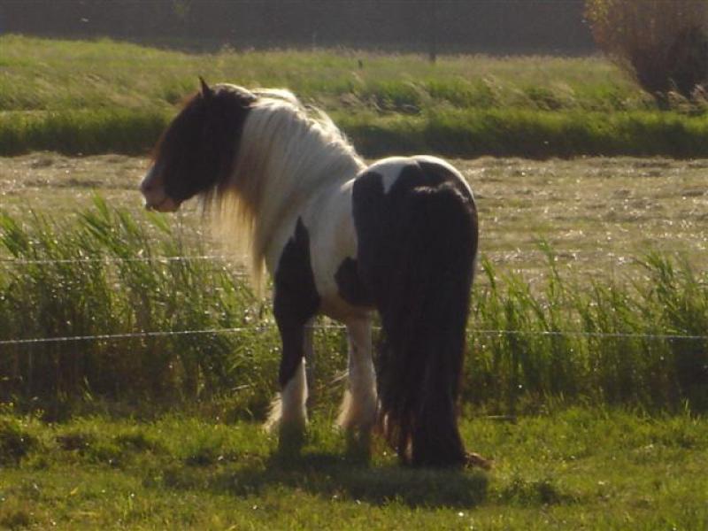 Zoon van de Rocking Horse gefokt door SD-farm in England. Fils de Rocking Horse, élévé par SD-farm en Angleterre. Son of the Rocking Horse.