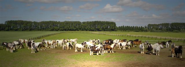 Zomer 2010, l'été 2010