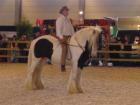 Pas 3 weken zadelmak en al mee op Flanders Horse Expo. Après 3 semaines de débourrage il était déja à Flanders Horse Expo.