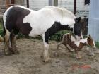 Een correcte Irish Cob merrie