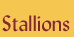 Stallions